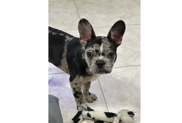 Brittany & Salvatore