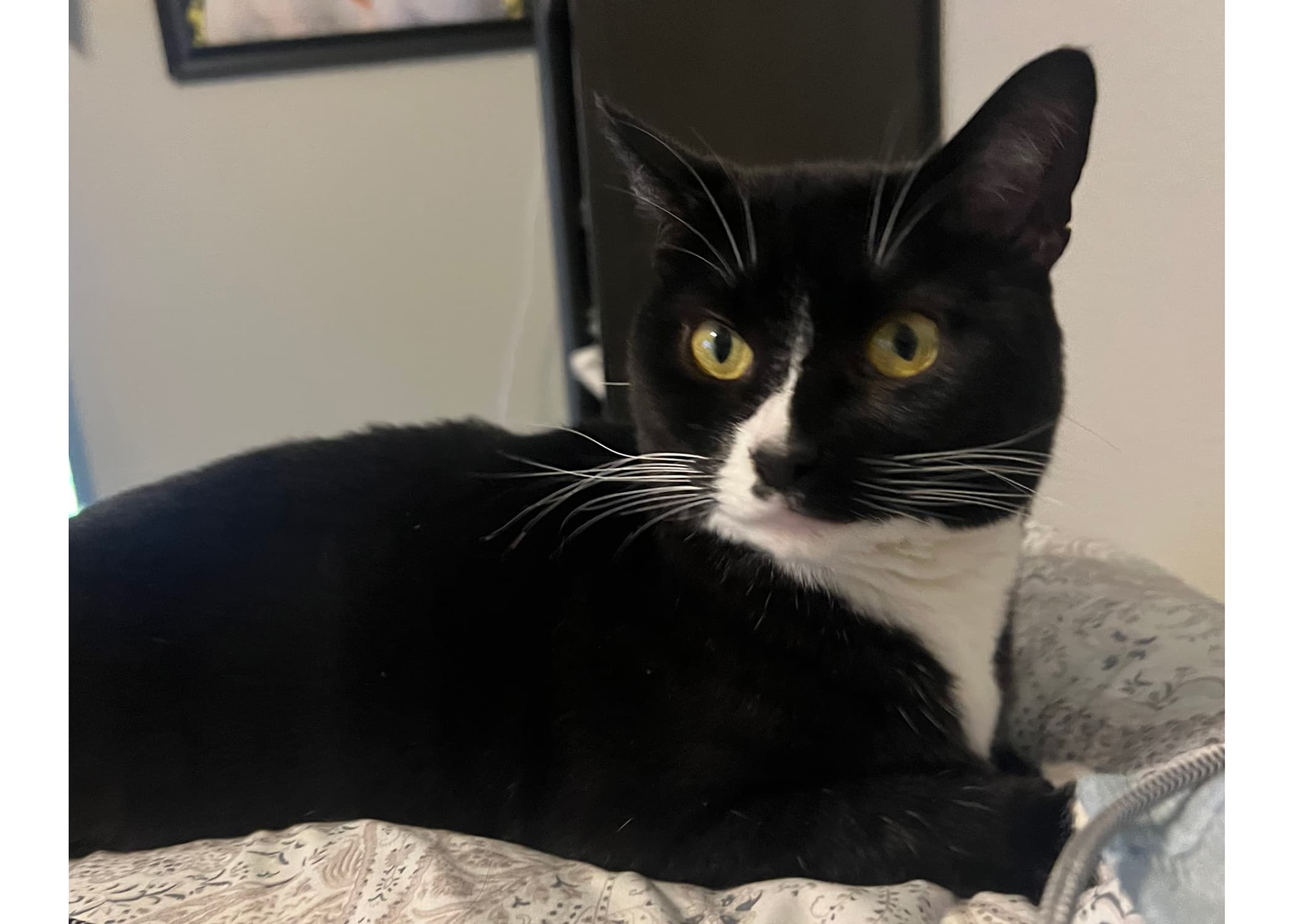 Sadie & Emmet photo 3