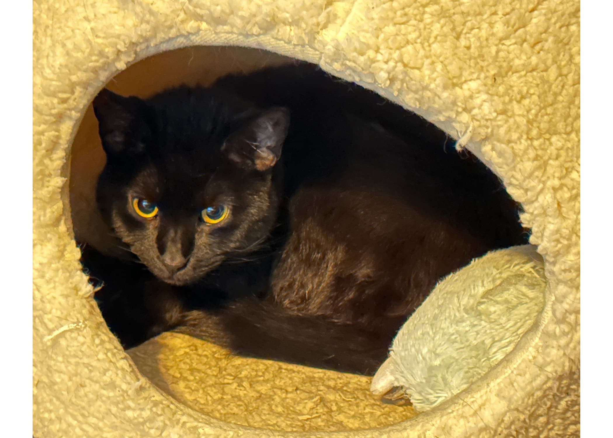 Sadie & Emmet photo 4