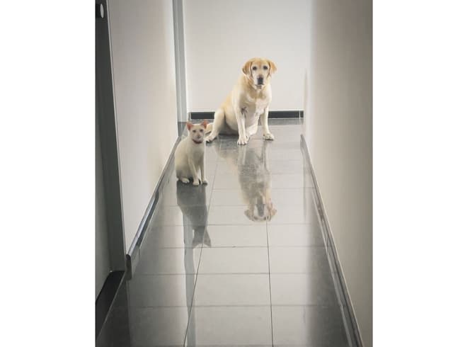 Henrique & Walquiria