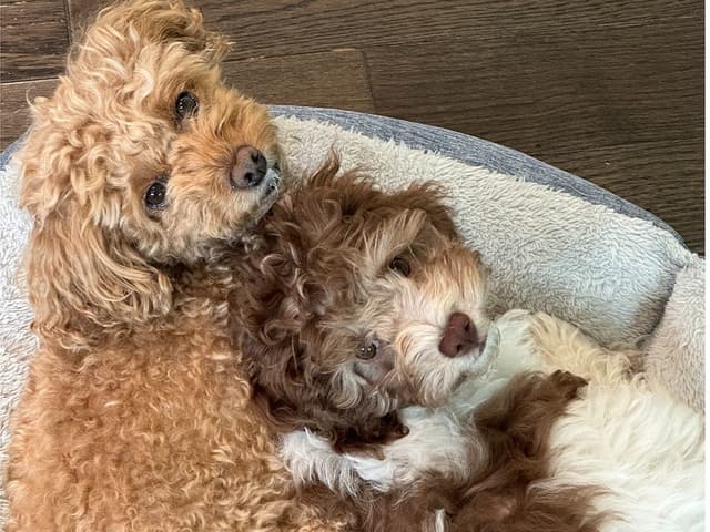 Kristen & Darwin