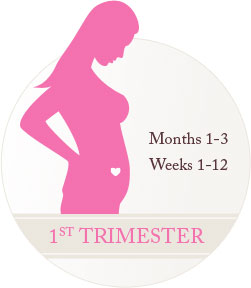 1st Trimester, Months 1-3, Weeks 1-12