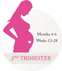2nd Trimester, Months 4-6, Weeks 13-28