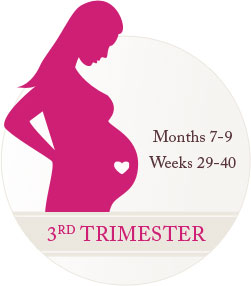 3rd Trimester, Months 7-9, Weeks 29-40